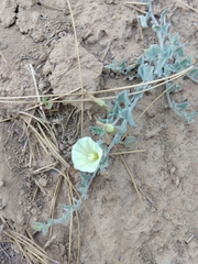Calystegia malacophylla