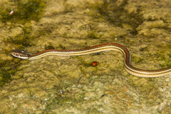 Thamnophis proximus rubrilineatus
