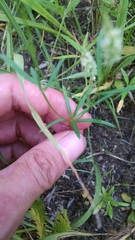 Polygala verticillata isocycla