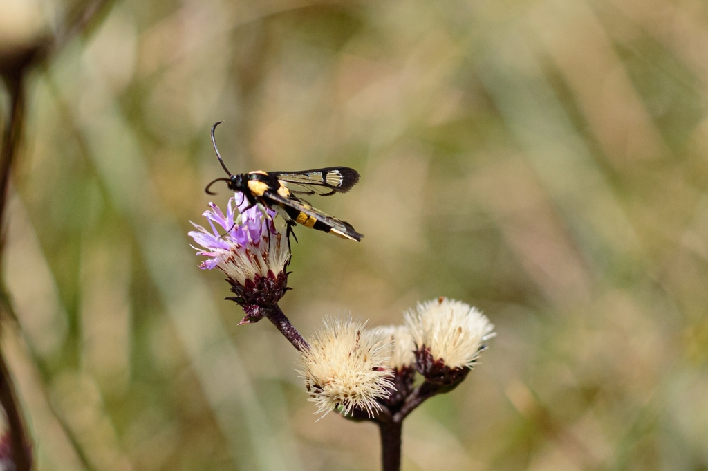 Synanthedon bosqi