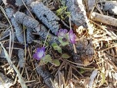 Phacelia davidsonii