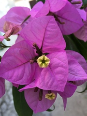 Bougainvillea glabra