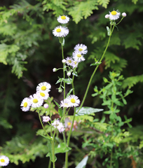 Erigeron philadelphicus philadelphicus