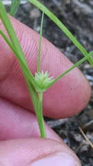 Cyperus lupulinus macilentus