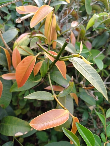 Achacha (Garcinia gardneriana)