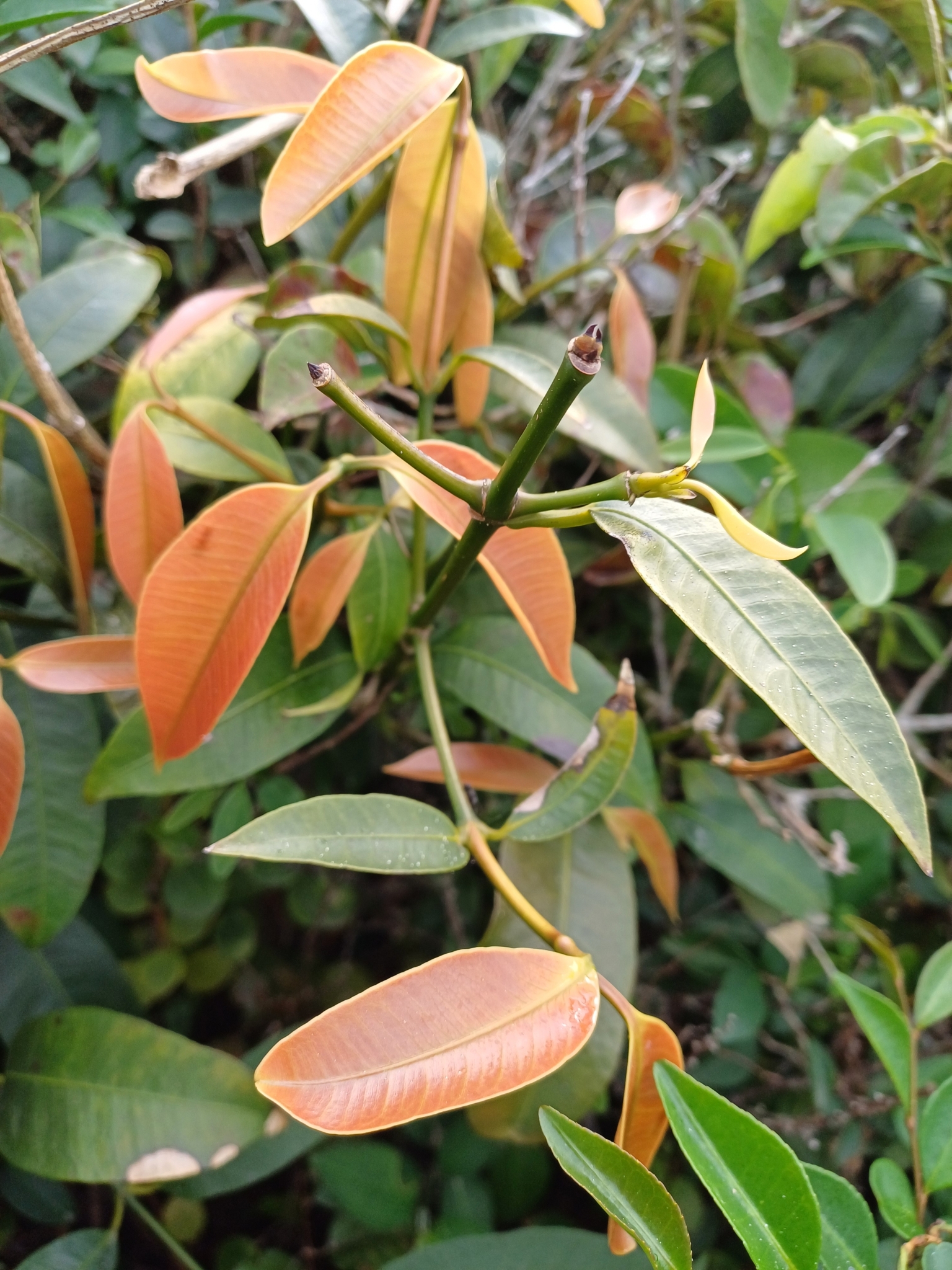 Achacha (Garcinia gardneriana)