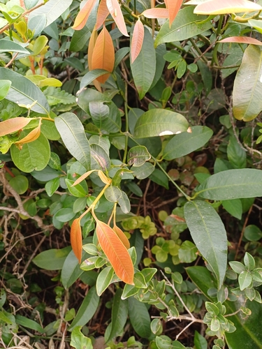 Garcinia gardneriana, photograph 3