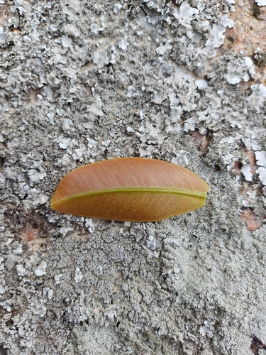 Garcinia gardneriana, photograph 4