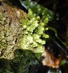 Fissidens dubius