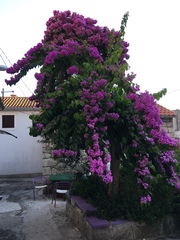 Bougainvillea glabra