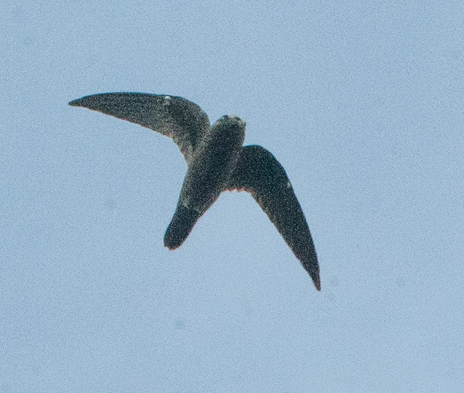 White-chinned Swift (Cypseloides cryptus), photo 10