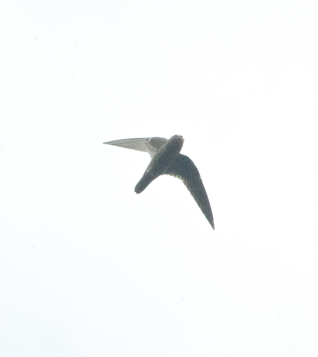 White-chinned Swift (Cypseloides cryptus), photo 9