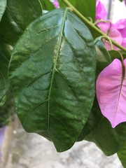 Bougainvillea glabra