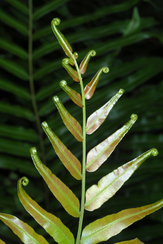 Toothed midsorus fern (Telmatoblechnum serrulatum)