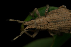 Episomus lacerta