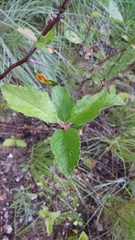 Malus ioensis