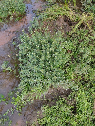 Limnophila indica observed 2024-12-02