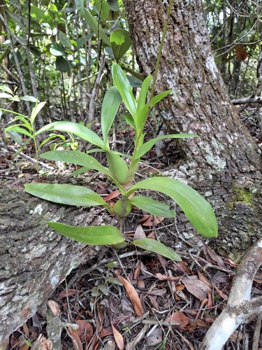 Image of Gomesa flexuosa by no rights reserved