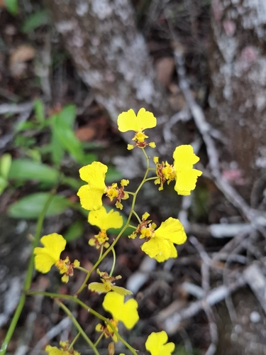 Image of Gomesa flexuosa by no rights reserved
