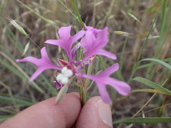 Clarkia pulchella