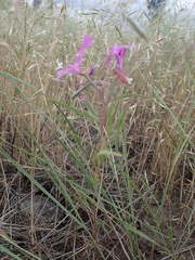 Clarkia pulchella