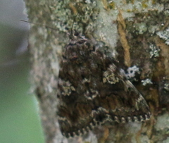 Catocala sponsa