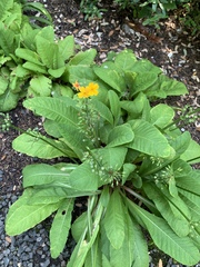 Primulaceae