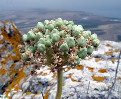 Allium basalticum