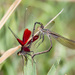 American Rubyspot - Photo (c) Greg Lasley, some rights reserved (CC BY-NC), uploaded by Greg Lasley