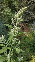 Chenopodium ficifolium