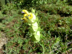 Rhinanthus glacialis
