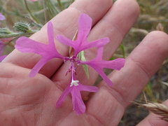 Clarkia pulchella