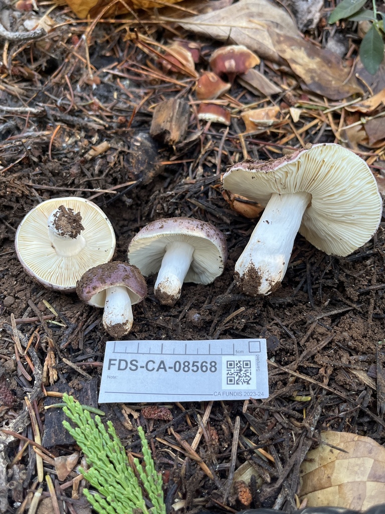 Russula sp. 'Woo70'