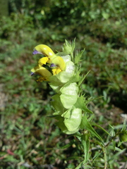 Rhinanthus glacialis