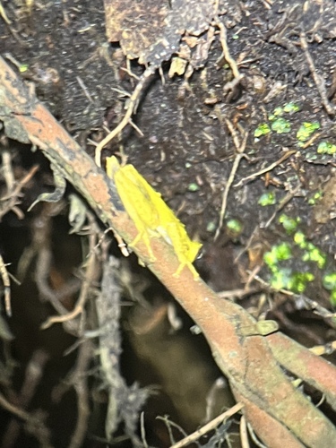 Rusch's Treefrog
