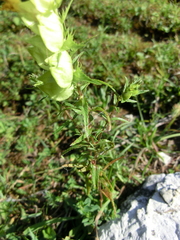 Rhinanthus glacialis