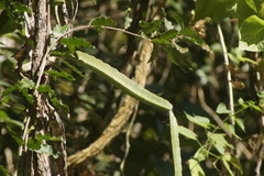 Selenicereus purpusii