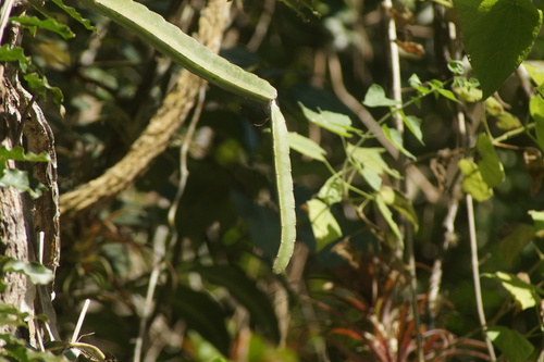 Selenicereus purpusii, photograph 1