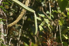 Selenicereus purpusii, photograph Carlos Domínguez-Rodríguez, CC BY, iNaturalist via GBIF