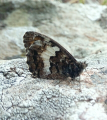 Hipparchia neomiris