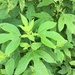 Giant Ragweed - Photo (c) gwen_cox, some rights reserved (CC BY-NC)