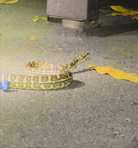 Coastal Carpet Python sighting