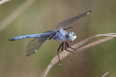 Libellula comanche