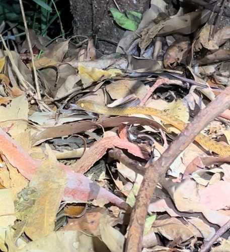 Brown Tree Snake sighting