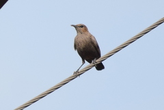 Oenanthe fusca