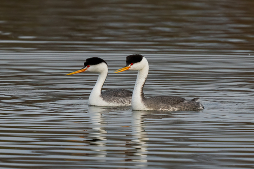 iNaturalist observation photo of Clark's Grebe