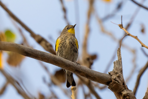 iNaturalist observation photo of Yellow-rumped Warbler