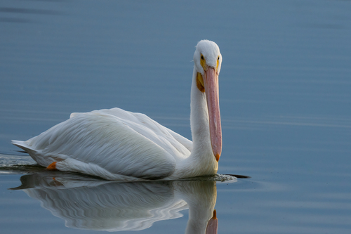 iNaturalist observation photo of American White Pelican