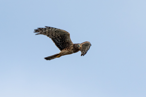 iNaturalist observation photo of Northern Harrier