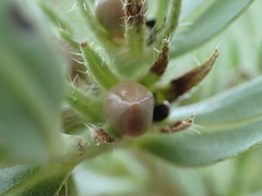 Lithospermum ruderale